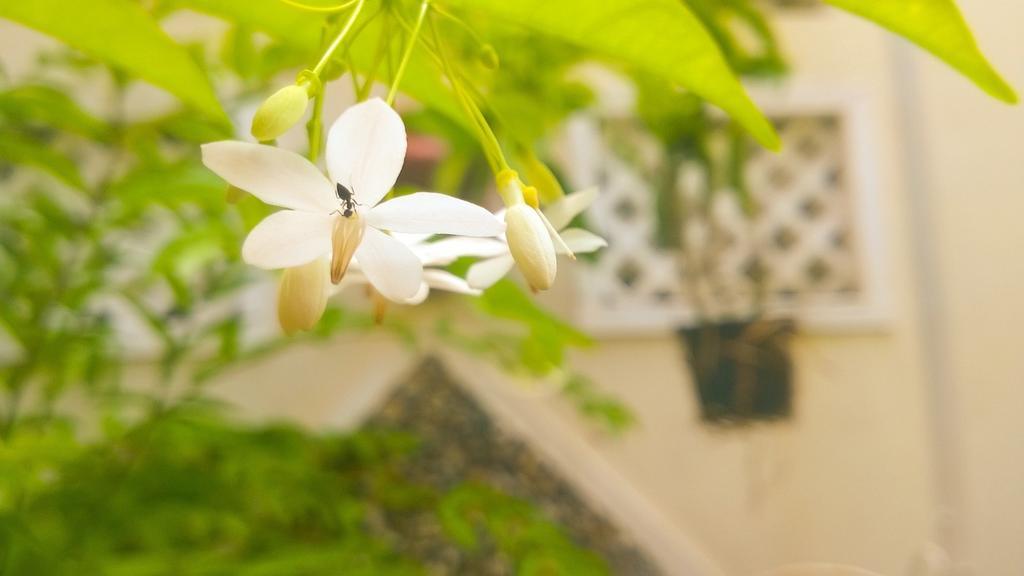 Sac Xanh Homestay Hoi An Esterno foto